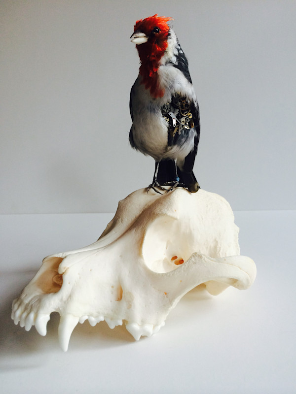untitled (bird on scull with watch parts) by kelly mccallum