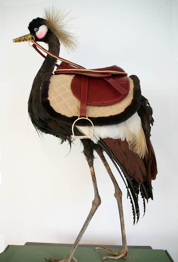 Fuck You and the Horse you road in on by kelly mccallum