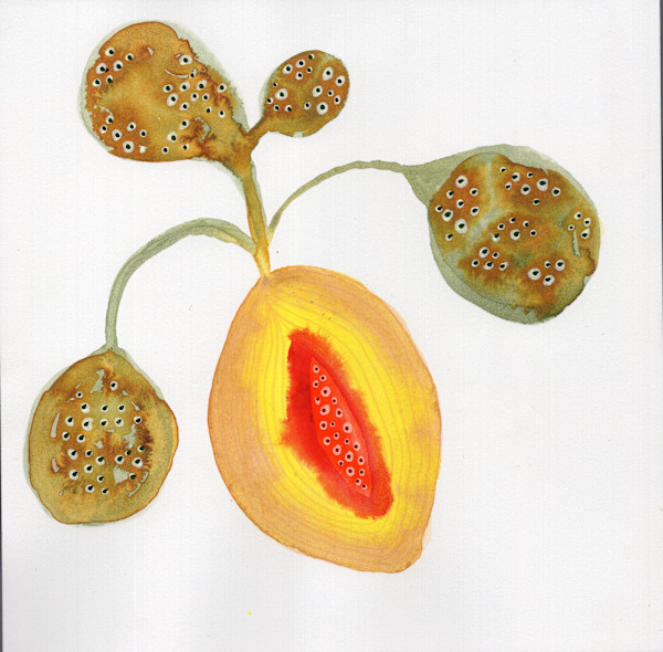 Low Hanging Fruit by kelly mccallum