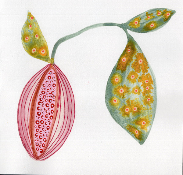 Low Hanging Fruit by kelly mccallum