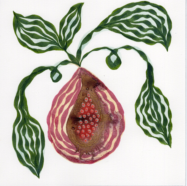 Low Hanging Fruit by kelly mccallum