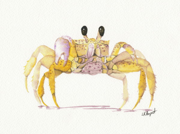 Crab by Lisa Amport