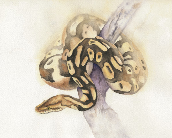 Python by Lisa Amport