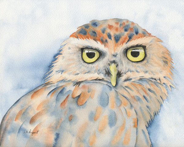 Blue Burrowing Owl by Lisa Amport