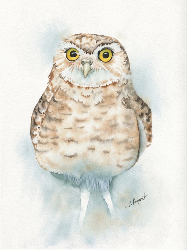 Little Owl by Lisa Amport