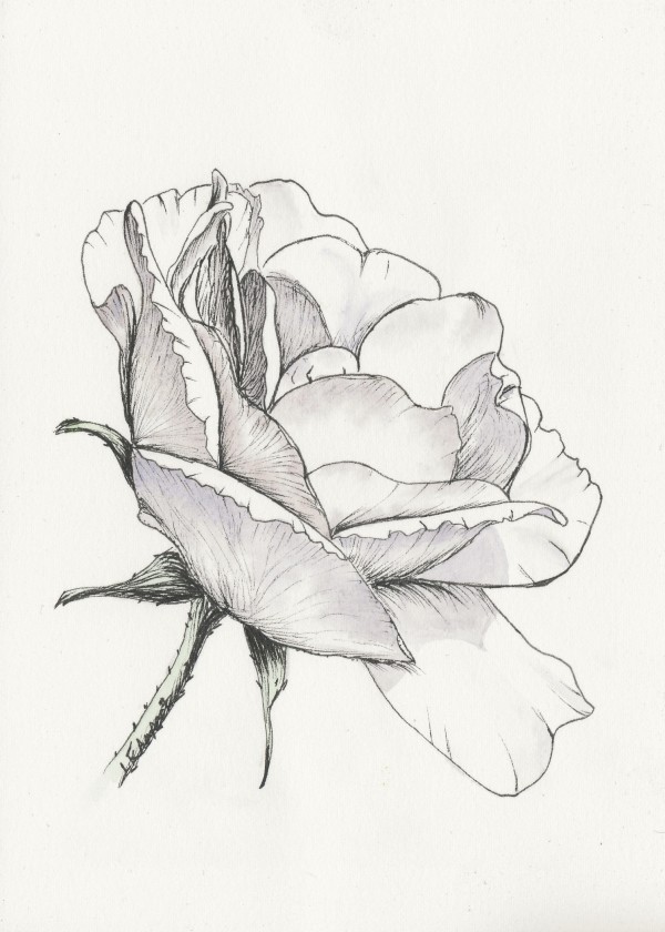 Ink White Rose by Lisa Amport