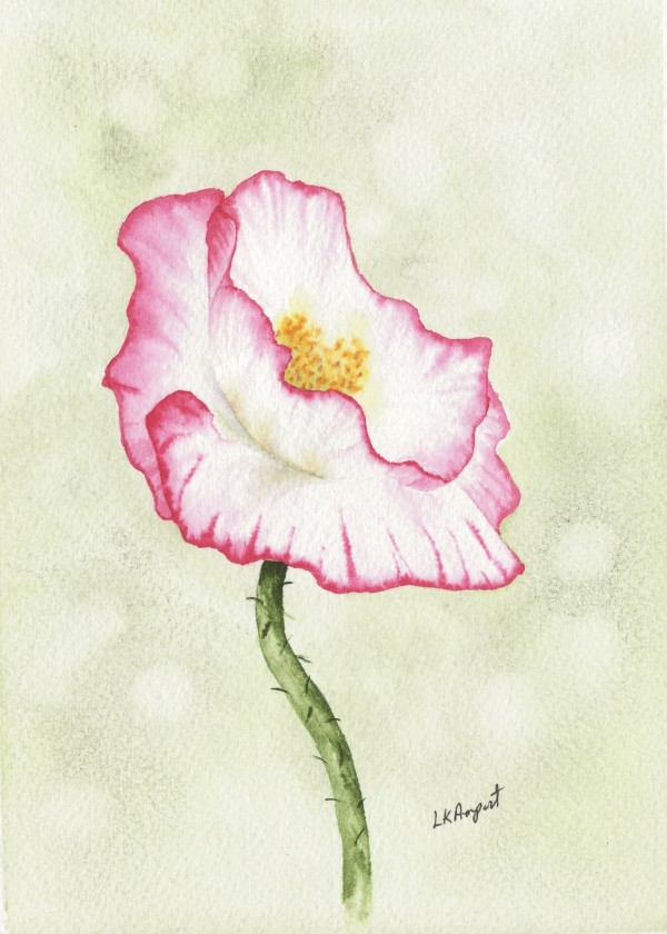 Pink and White Poppy by Lisa Amport