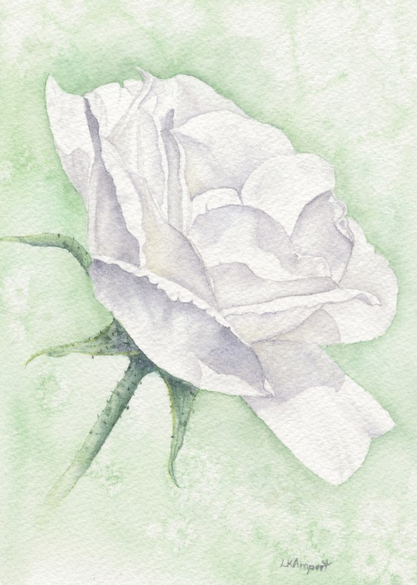White Rose by Lisa Amport