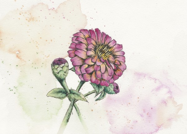 Zinnia by Lisa Amport