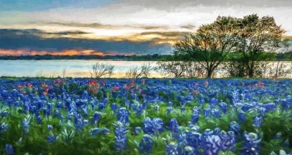 Bluebonnets by Jay Gibson