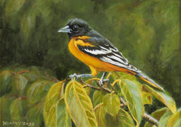 Baltimore Oriole in Peach Tree by Richard Michael Delaney