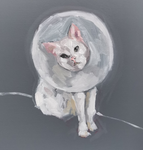 Cone of shame by Bernadette Doolan, Image 1.