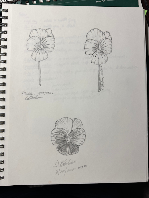 Pansy by David  H. L. Blackman