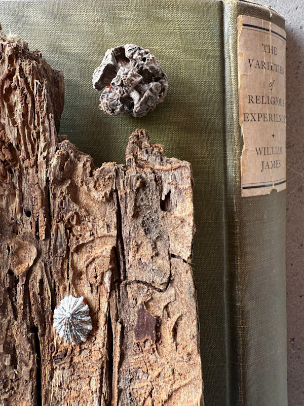 The Varieties of Religious Experience, Nature Studies 1.03 by Kristy Collette, Image 1.