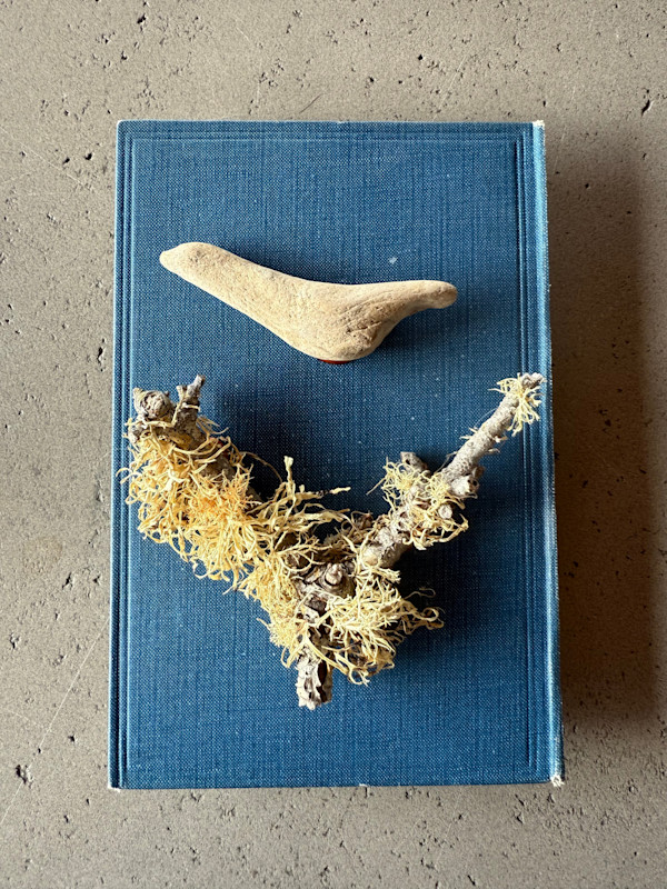 Blue Bird, Nature Studies 1.14 by Kristy Collette, Image 1.