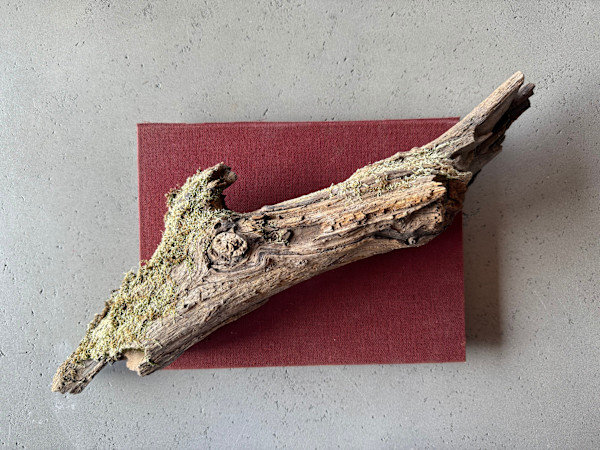 New Horizon, Nature Studies 1.20 by Kristy Collette, Image 1.