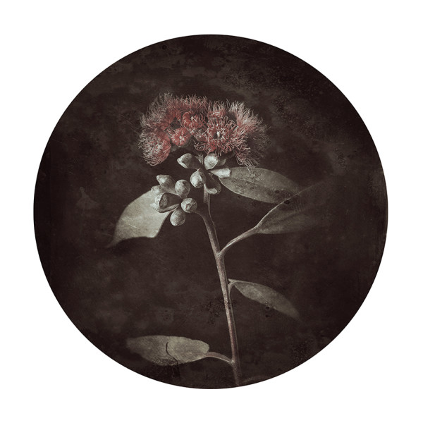 Flora Obscura 04 by Eva Fernandez