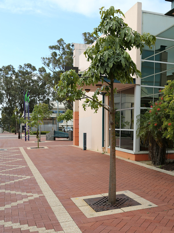 Tree Grates by Peter Dailey