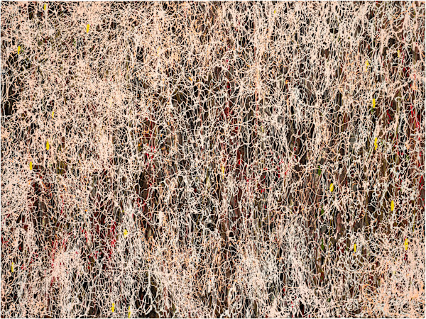 Chasing Light by Jodey Kerr, Image 1.