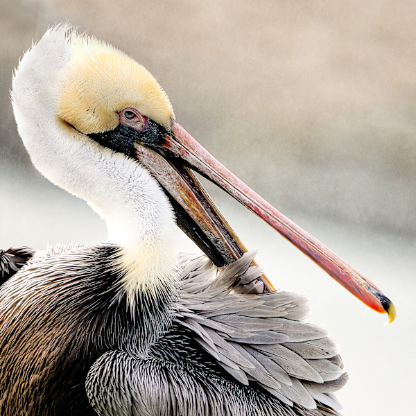 You Try Preening with a Nose Like This 4/250 by Wendy Nelson Photography
