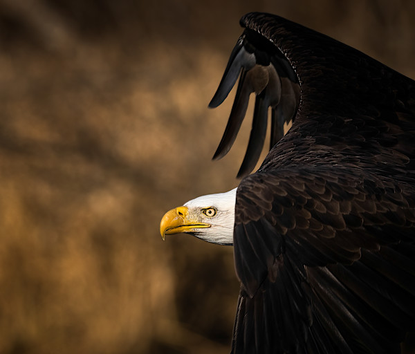 Determination 4/250 by Wendy Nelson Photography