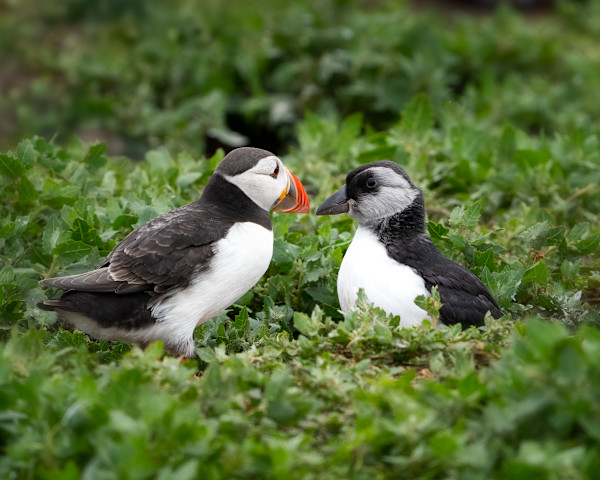 The Puffling 4/250 by Wendy Nelson Photography