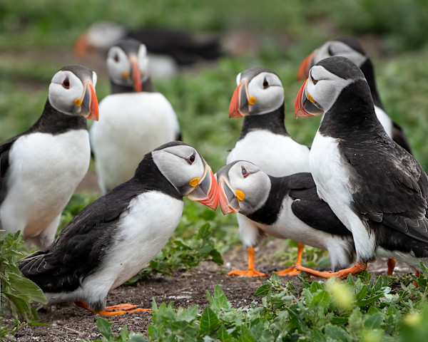 Puffin Mind Meld 1/250 by Wendy Nelson Photography