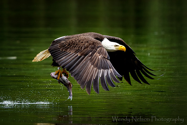 The Catch 4/250 by Wendy Nelson Photography