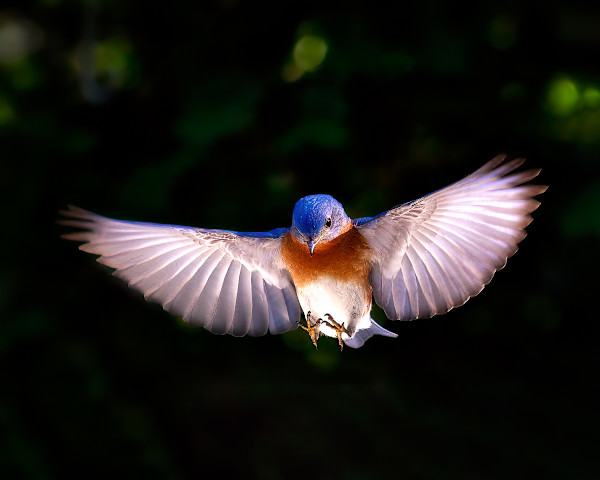 Dreaming in Blue 5/250 by Wendy Nelson Photography