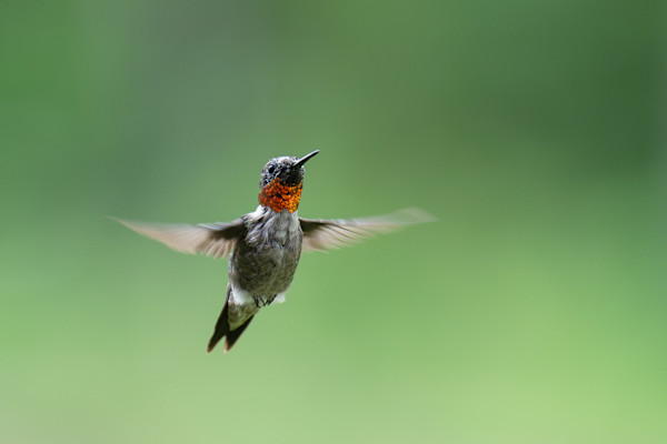 Ruby Throated 1/250 by Wendy Nelson Photography