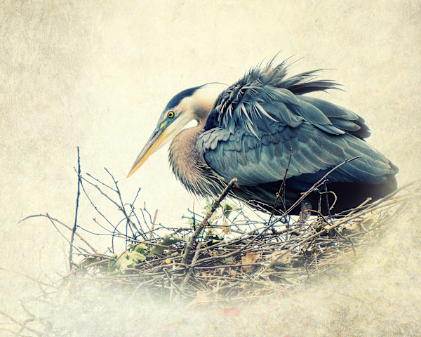 The Nest 4/250 by Wendy Nelson Photography