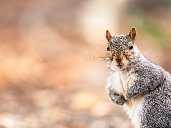 Hello 3/250 by Wendy Nelson Photography