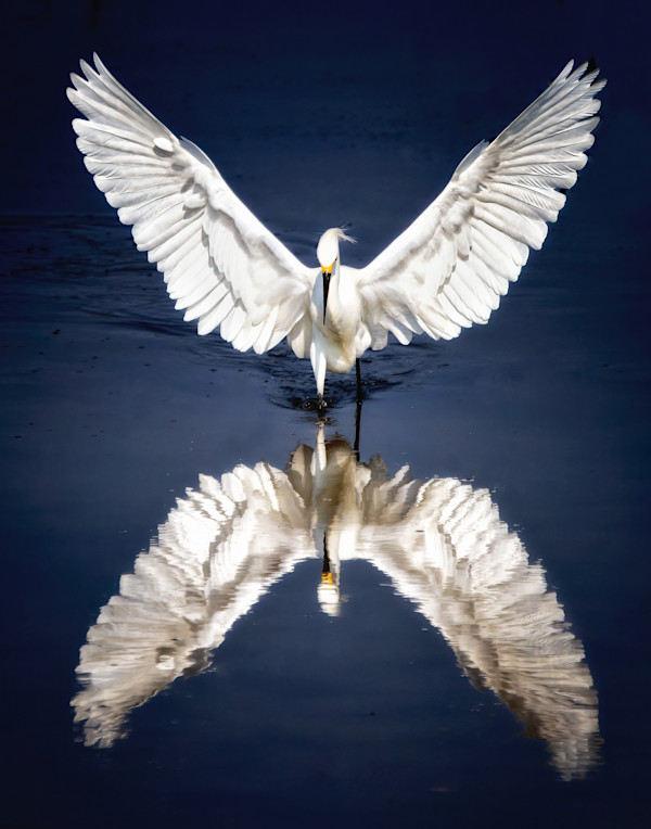 Icarus editions 11/250 by Wendy Nelson Photography
