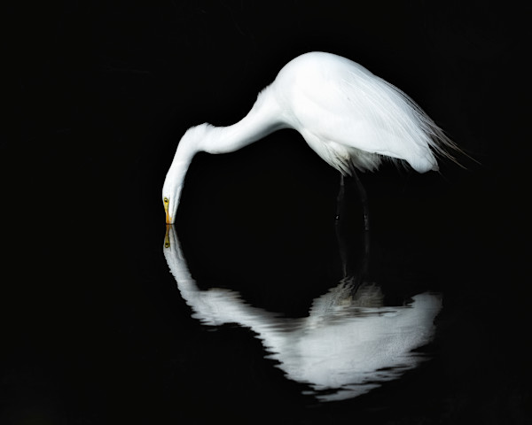 Self Contemplation Editions 4/250 by Wendy Nelson Photography