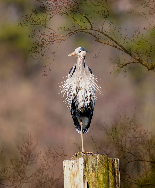 Spring Zephyr Editions 6/250 by Wendy Nelson Photography