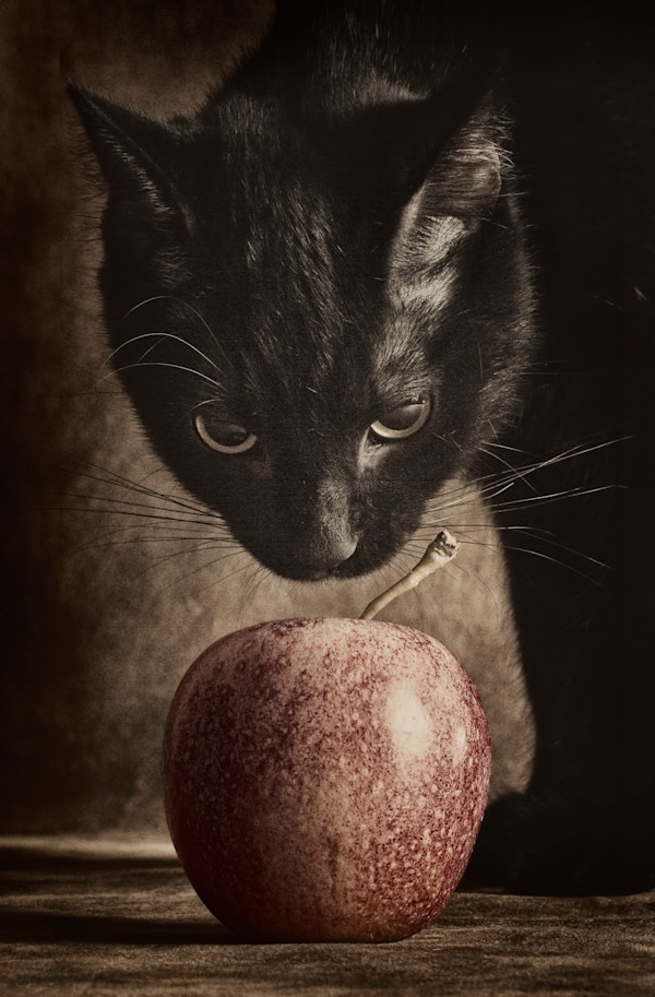 Temptation 5/250 by Wendy Nelson Photography