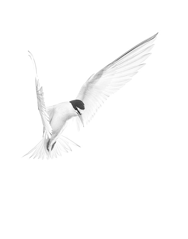 Tern Around 1/250 by Wendy Nelson Photography
