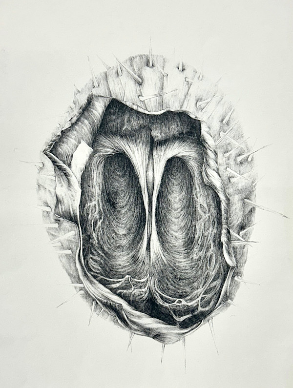 Cucumber Pod by Diana Thorneycroft