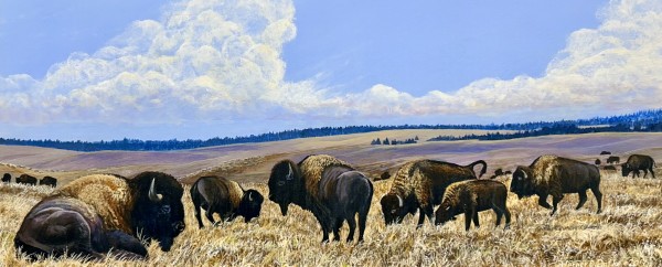 Bison, South Dakota by Werner Batke