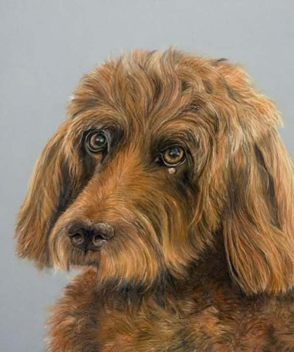 Rufus by Amy DeVane, Image 1.