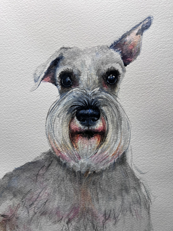 Schnauzer-One ear Up by Amy DeVane