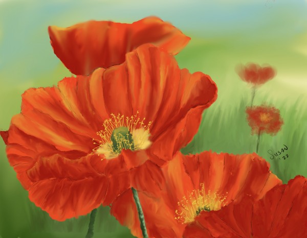 Poppies by Susan Reich