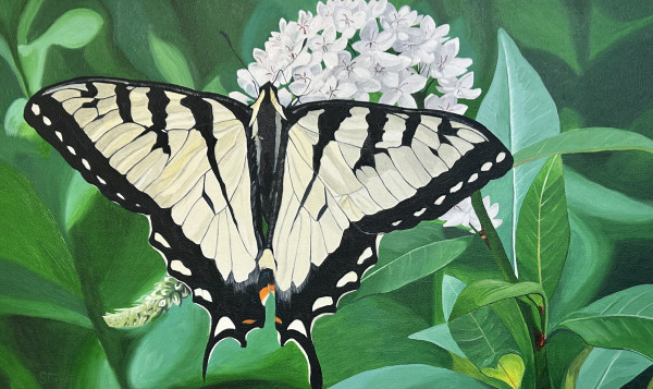 Swallowtail by Robert Steinem