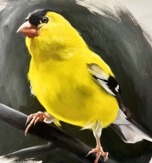 Goldfinch by Julia Eva Bacon