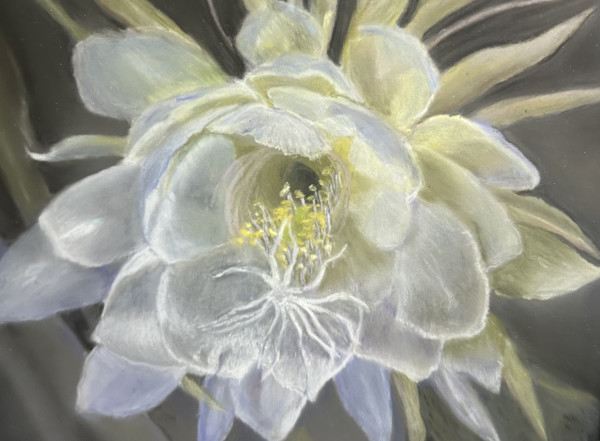 Night Blooming White Cereus by Gary W. Fiske-White