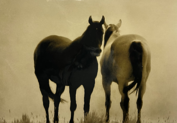 Yin + Yang, Sawtooth Mountains, ID, Wild Horses #5 by Caroline Christie