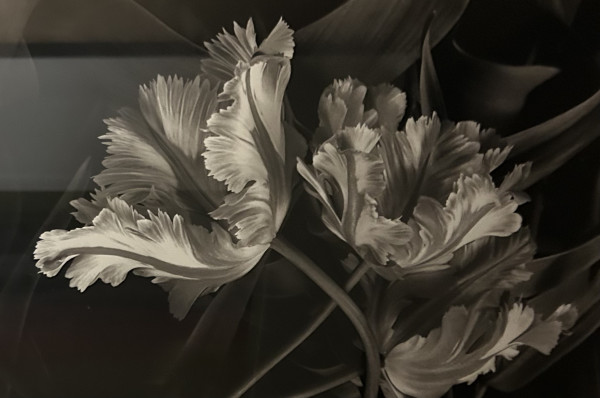 Parrot Tulips by Richard W. Brown