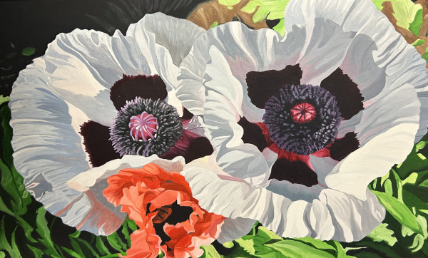 Three Poppies by Robert Steinem