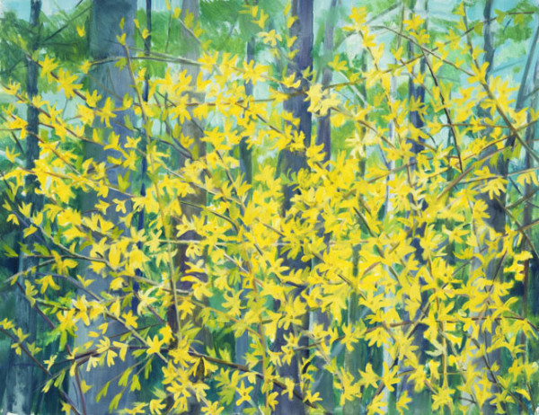 Lake Hill Forsythia by Regina Silvers
