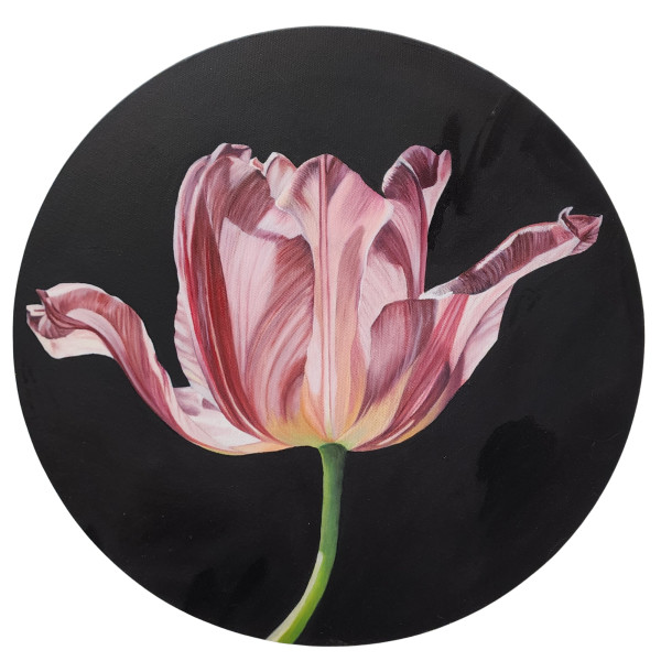 Tulip by Alisha Morgan